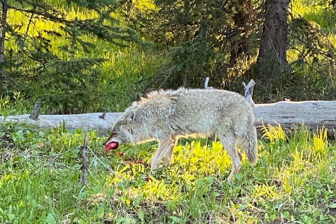Exclusive Private Yellowstone Adventure: Explore The Lower Loop - Frequently Asked Questions
