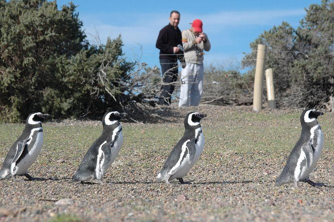 exclusive-punta-tombo-penguins-for-cruise-guests