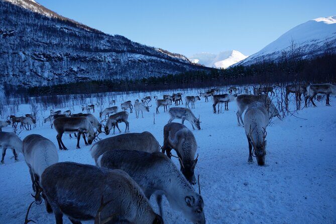 Exclusive Reindeers Experience in small groups, Tromso - Final Thoughts