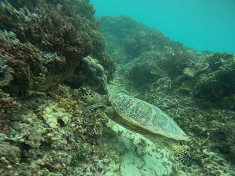 Exclusive Snorkeling trip Gili Terawangan Meno and Air - Gili Air: Fish Paradise