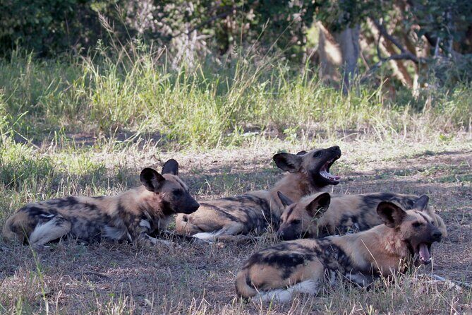 Exclusive Sunset Game Drive Safari near Hoedspruit - An In-Depth Look at the Sunset Game Drive Experience