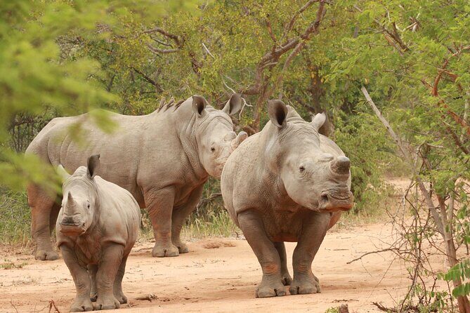 Exclusive Sunset Game Drive Safari near Hoedspruit - FAQ