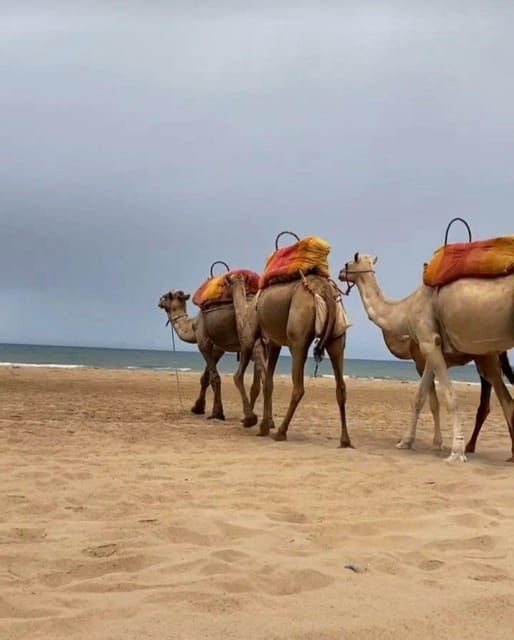 exclusive-tangier-day-tour-from-tarifa-with-tea