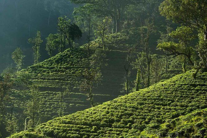Exclusive: Tea Gardens and Waterfalls of Nuwara Eliya by Tuk-Tuk - A Closer Look at the Experience