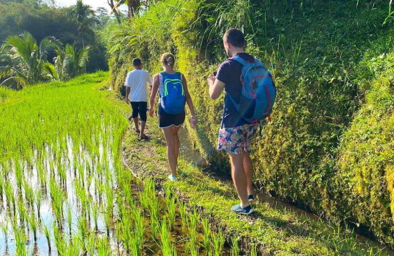 exclusive-tetebatu-waterfall-rice-fields-monkey-weaving