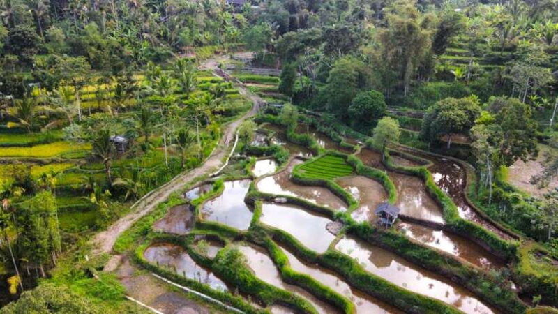 exclusive-tetebatu-waterfall-rice-fields-monkey-weaving
