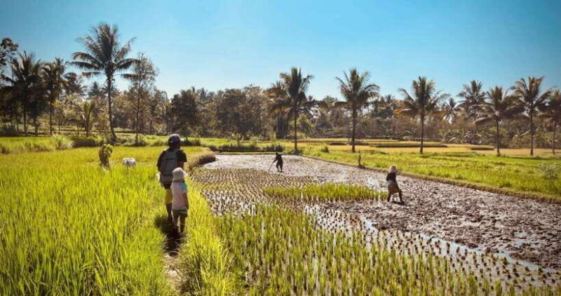 exclusive-tetebatu-waterfall-rice-fields-monkey-weaving