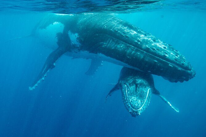 Exclusive Tour of Tongatapu - Who Should Book This Tour?