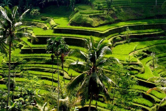 Exclusive Ubud Experience: Nature, Culture & Adventure in One Day - Key Points
