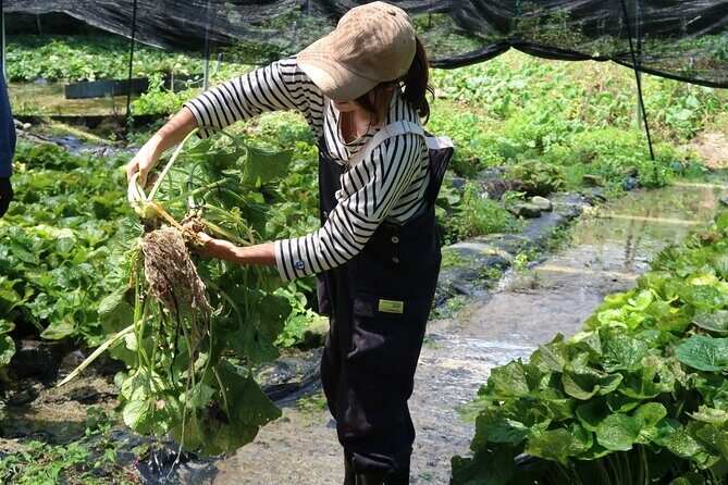 Exclusive Wasabi Harvesting, Soba Lunch and Matsumoto Castle Tour - Exploring the Details of the Tour