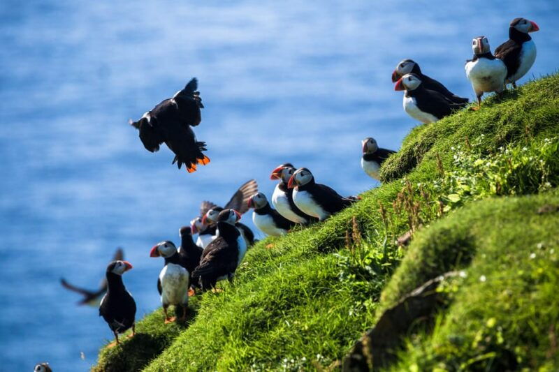 exclusive-westman-islands-adventure-a-private-day-tour-2