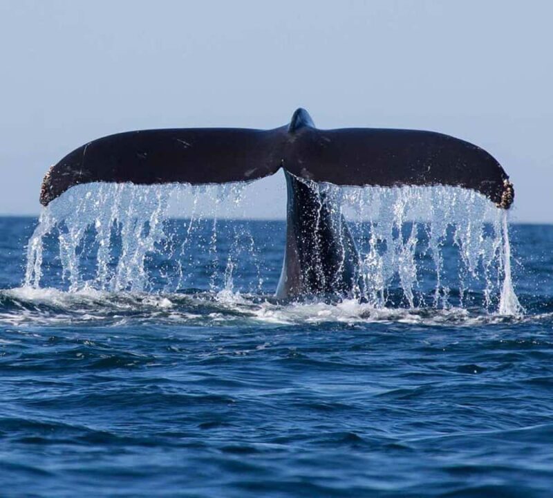 Exclusive: Whale and Dolphin Watching Tour with Transfers - Introduction