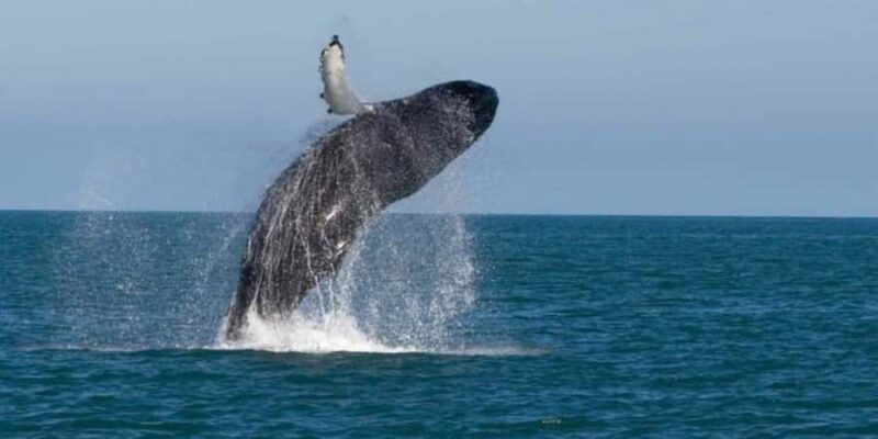 Exclusive: Whale and Dolphin Watching Tour with Transfers - Detailed Breakdown of the Itinerary