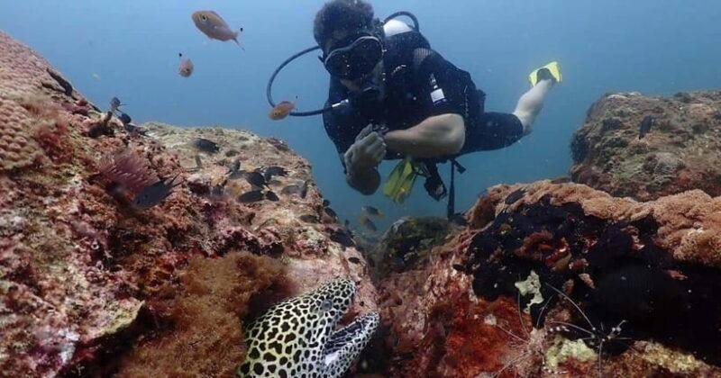 exclusive-whale-dolphin-tours-in-sri-lanka-trincomalee