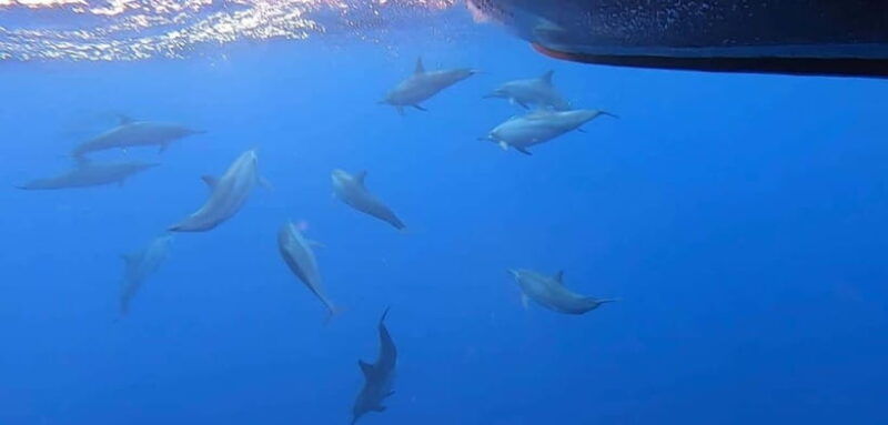 exclusive-whale-dolphin-tours-in-sri-lanka-trincomalee