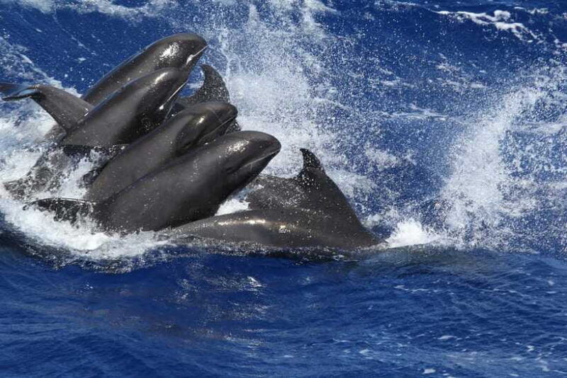 exclusive-whale-dolphin-tours-in-sri-lanka-trincomalee