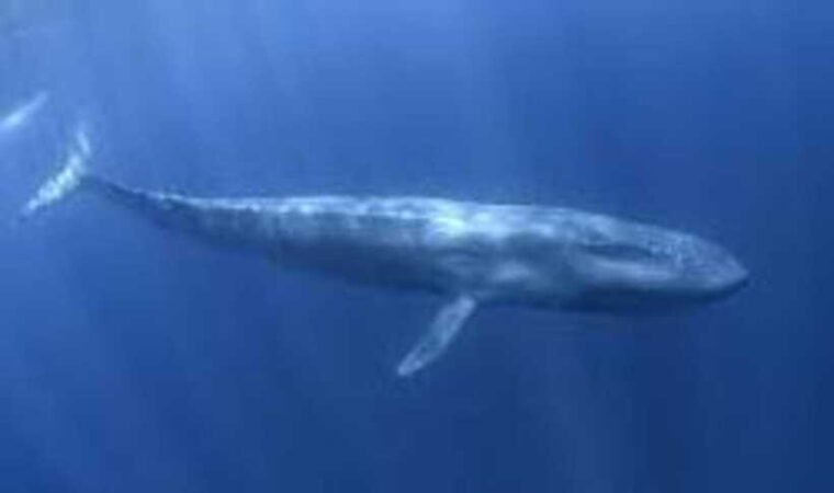 exclusive-whale-dolphin-tours-in-sri-lanka-trincomalee