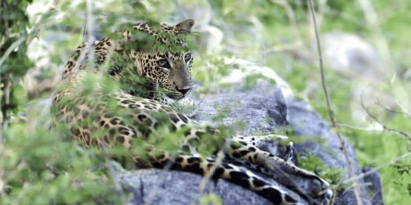 exclusive-yala-national-park-afternoon-expedition