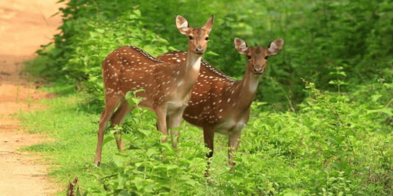 exclusive-yala-national-park-afternoon-expedition