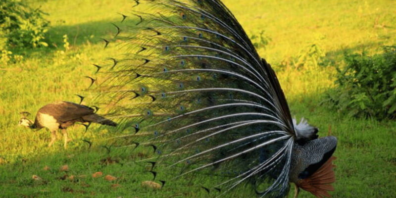 exclusive-yala-national-park-afternoon-expedition