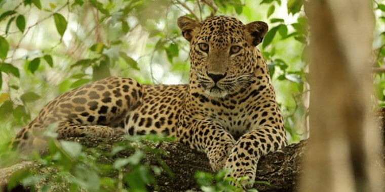 exclusive-yala-national-park-afternoon-expedition