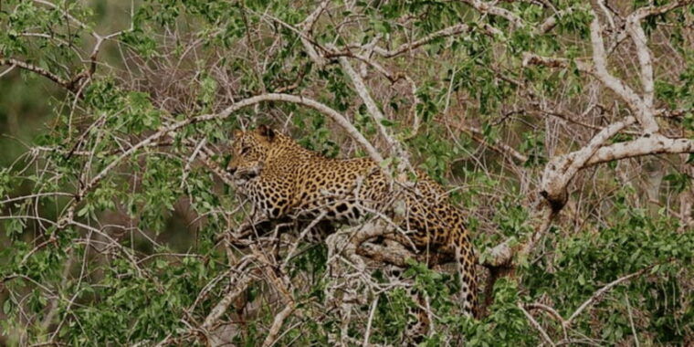 exclusive-yala-national-park-afternoon-expedition