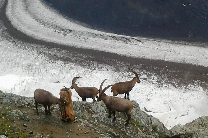 exclusive-zermatt-and-matterhorn-small-group-tour-from-basel