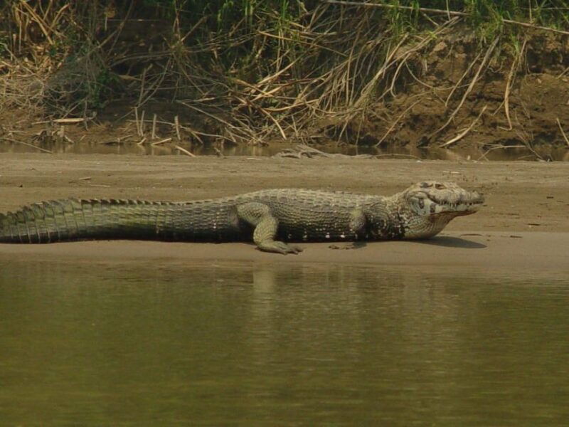 excursion-2-days-1-nights-in-the-jungle-tambopata