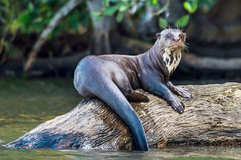 excursion-3-days-2-nights-in-the-jungle