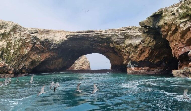 excursion-ballestas-islands-and-paracas-national-reserve-2