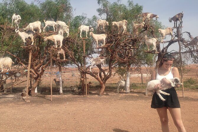 Excursion Essaouira from Marrakech - An In-Depth Look at the Essaouira Day Trip  
