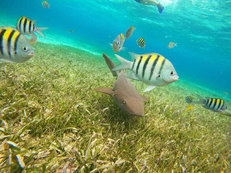 Excursion FRANCOPHONE inoubliable Cozumel El Cielo et tortue - The Experience: Authentic, Guided, and Comfortable
