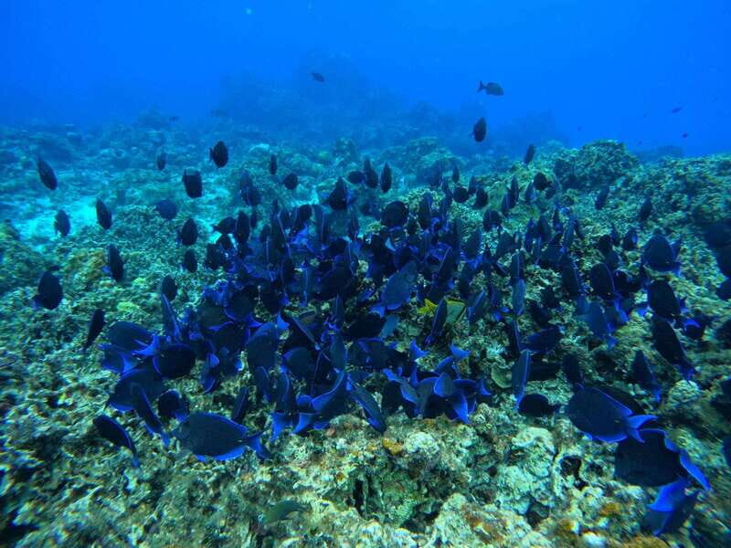 Excursion FRANCOPHONE inoubliable Cozumel El Cielo et tortue - FAQ