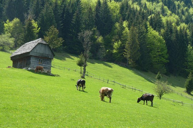 excursion-in-moeciu-de-sus-recommended-for-families-with-a-native-spanish-guide