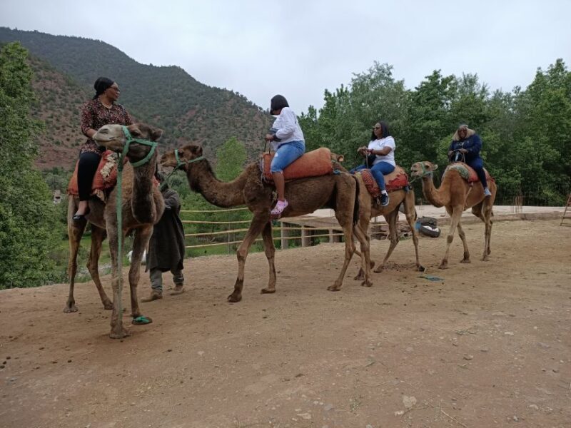 Excursion Ourika valley and atlas mountains with camel ride - Why This Tour Is Worth Considering