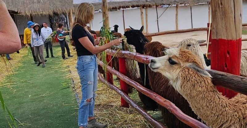 excursion-to-alpaca-andllama-farm-with-weaving-demonstration