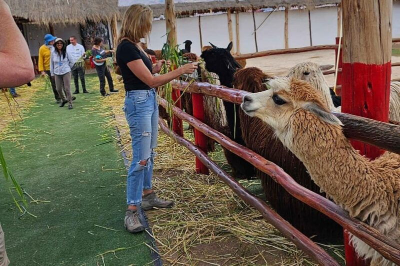 excursion-to-alpaca-andllama-farm-with-weaving-demonstration