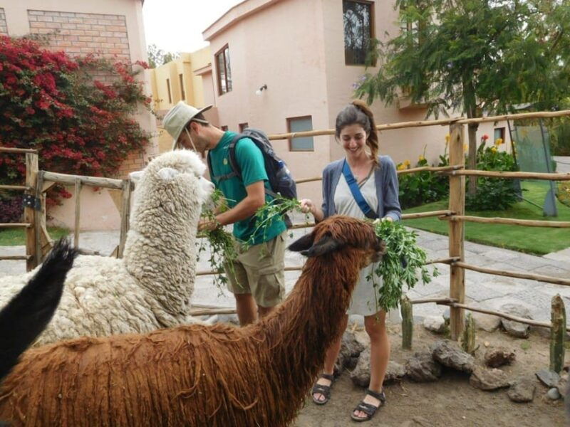 excursion-to-alpaca-andllama-farm-with-weaving-demonstration