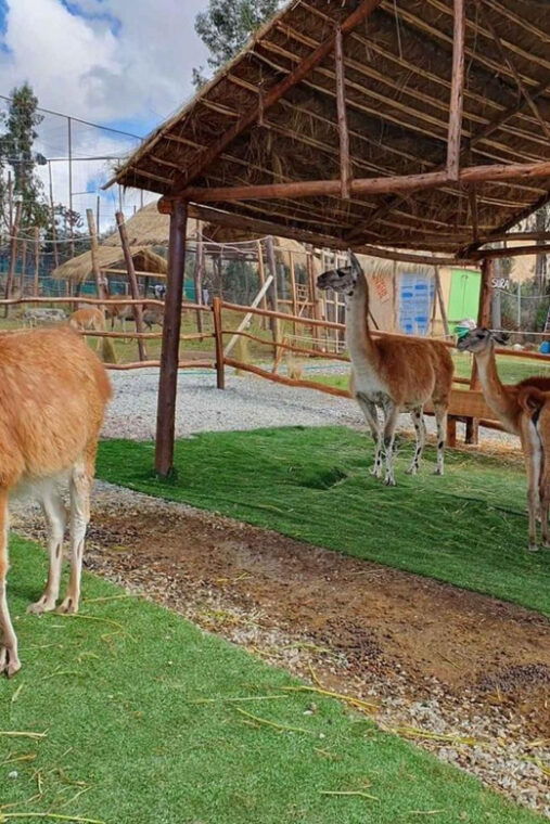 excursion-to-alpaca-andllama-farm-with-weaving-demonstration