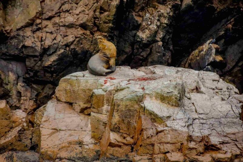 excursion-to-ballestas-islands-and-paracas-national-reserve