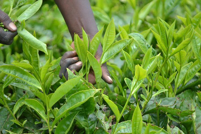 Excursion to Kiambethu Tea Farm - A Detailed Look at the Kiambethu Tea Farm Tour