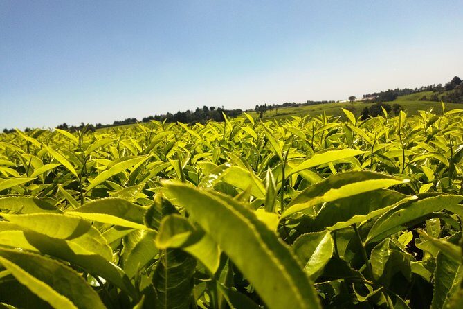 Excursion to Kiambethu Tea Farm - What Makes This Tour Stand Out?