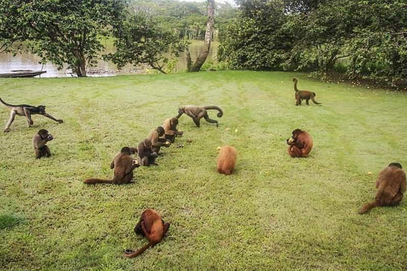 excursion-to-monkey-island