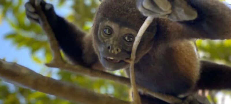 excursion-to-monkey-island