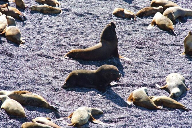 excursion-to-punta-loma-and-puerto-madryn-for-cruisers