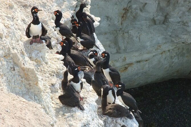 excursion-to-punta-loma-and-puerto-madryn-for-cruisers