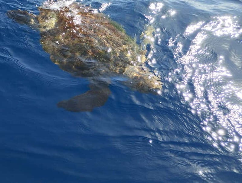Excursion to see the whales - 3 Hours - The Experience You’ll Love