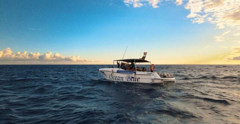 excursion-to-see-the-whales-3-hours