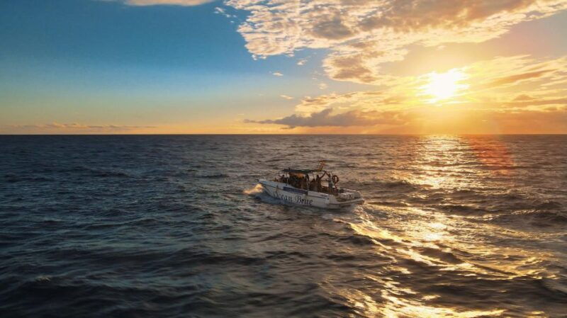 excursion-to-see-the-whales-3-hours