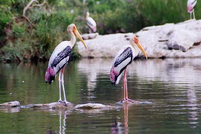 Excursion to Surwal Lake With Transfers & Guided Trip - Who Is This Tour Best For?